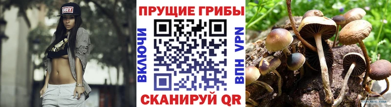 Псилоцибиновые грибы Psilocybine cubensis  где можно купить   Североуральск 